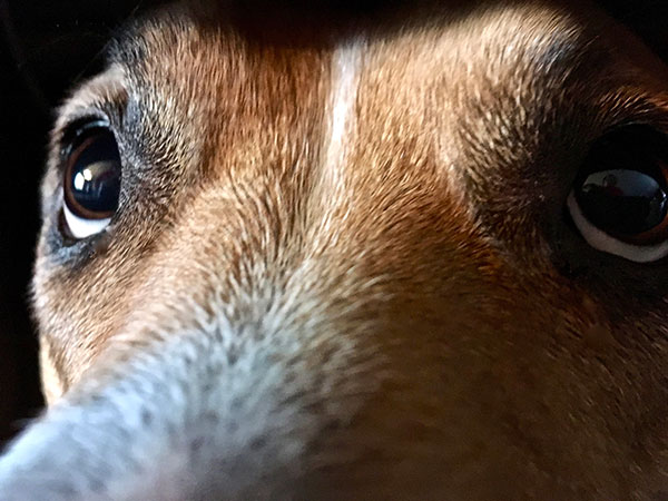 Fear - Synergy Animal Behavior
